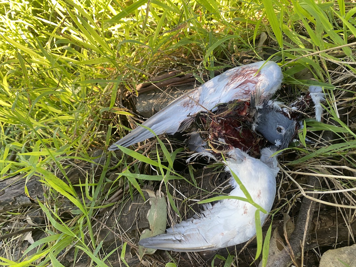 Rock Pigeon (Feral Pigeon) - Paul Charlton