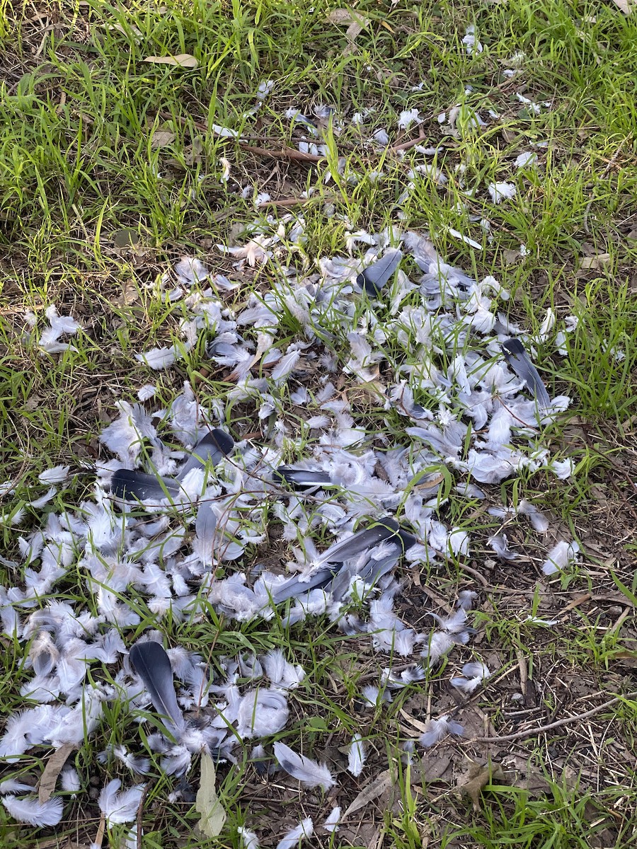 Rock Pigeon (Feral Pigeon) - Paul Charlton