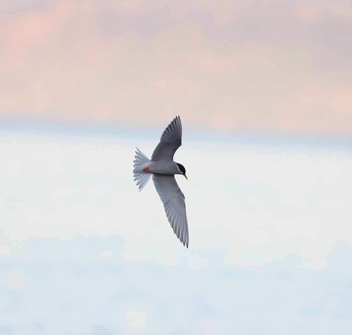 Black-fronted Tern - Andrew Collins