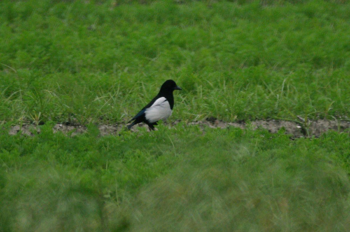 Eurasian Magpie - Max Chiari