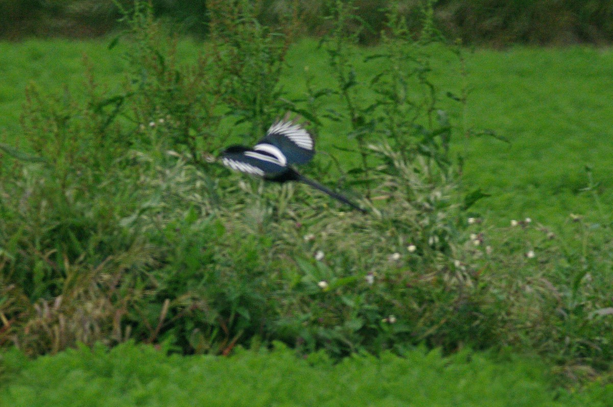 Eurasian Magpie - Max Chiari