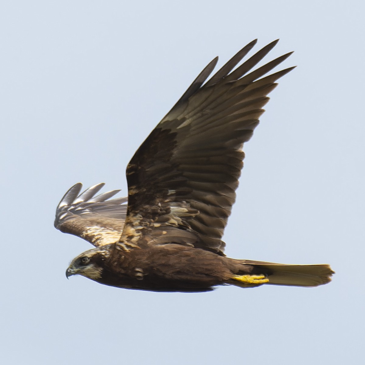 Western Marsh Harrier - john Butters