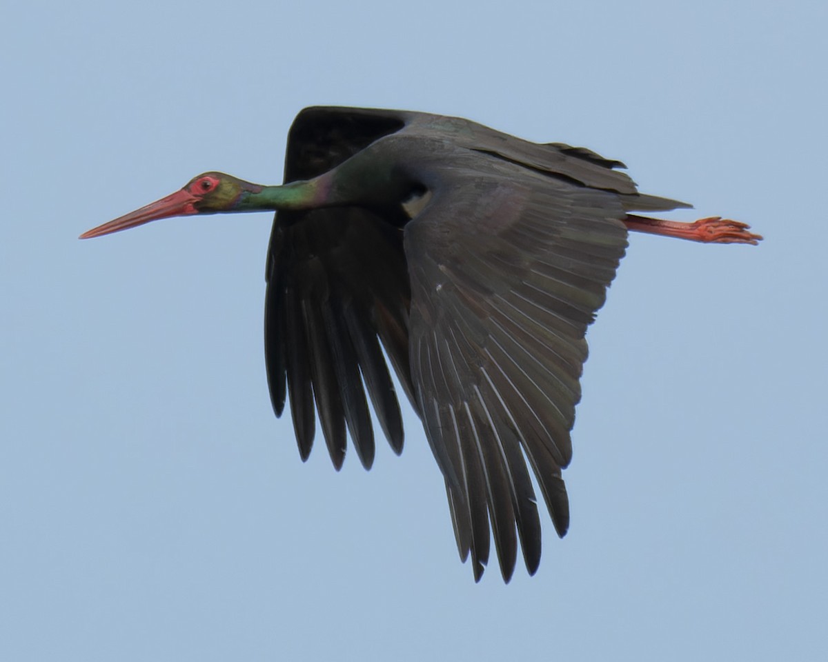 Black Stork - john Butters