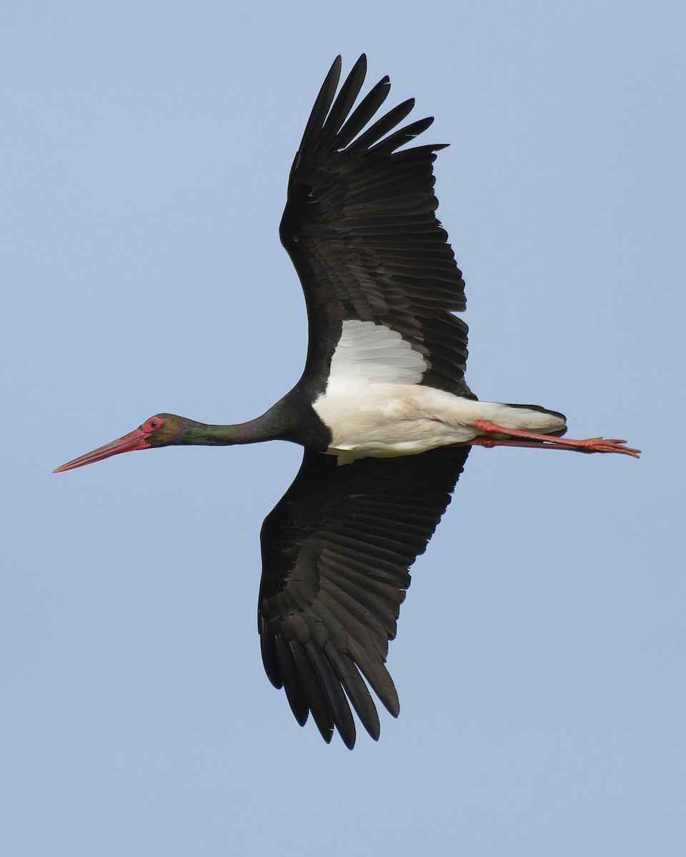 Black Stork - john Butters