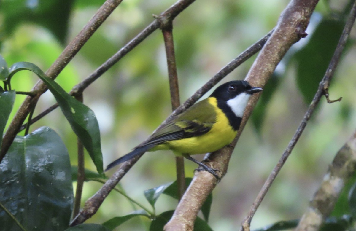 Golden Whistler - Sue Beatty