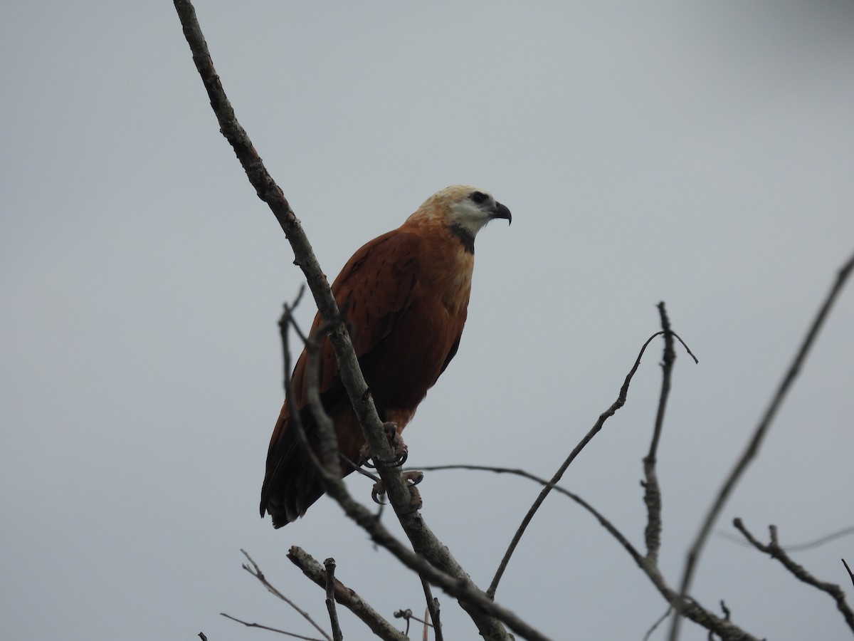 Black-collared Hawk - ML619520371