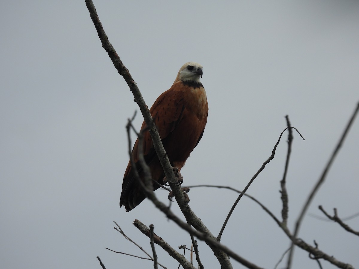 Black-collared Hawk - ML619520372