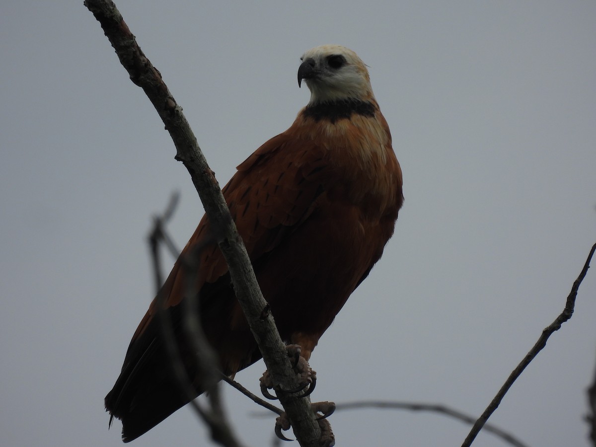 Black-collared Hawk - ML619520373