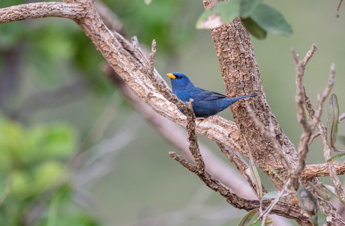 Blue Finch - ML619520381