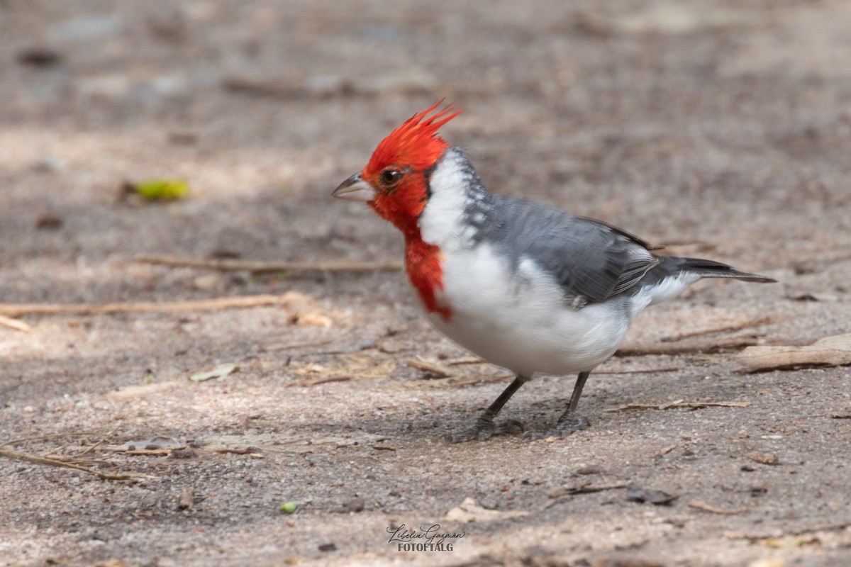 Red-crested Cardinal - Libelia Guzmán