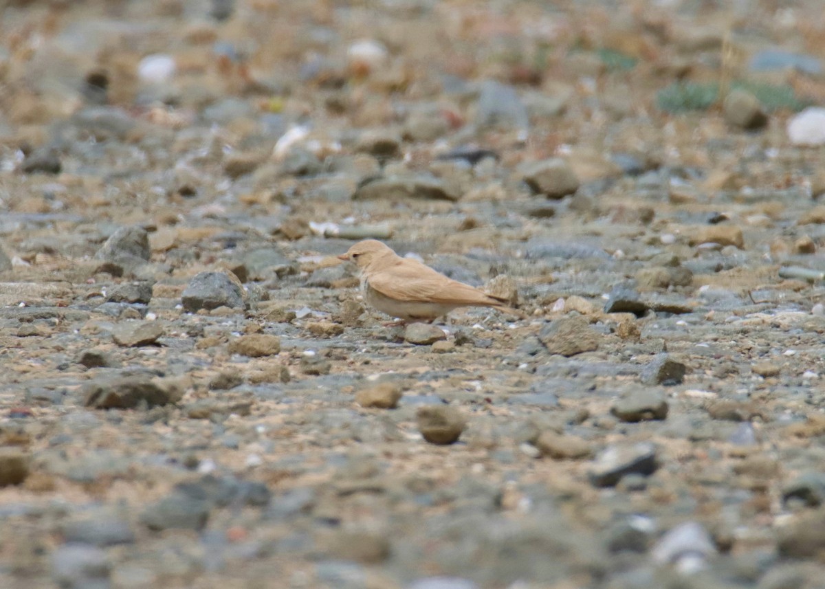 Bar-tailed Lark - ML619520650