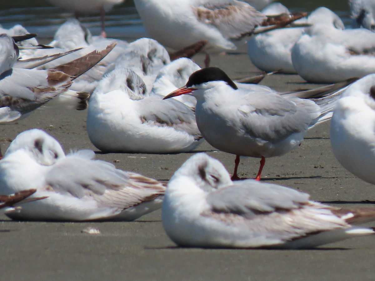 Common Tern - ML619520750