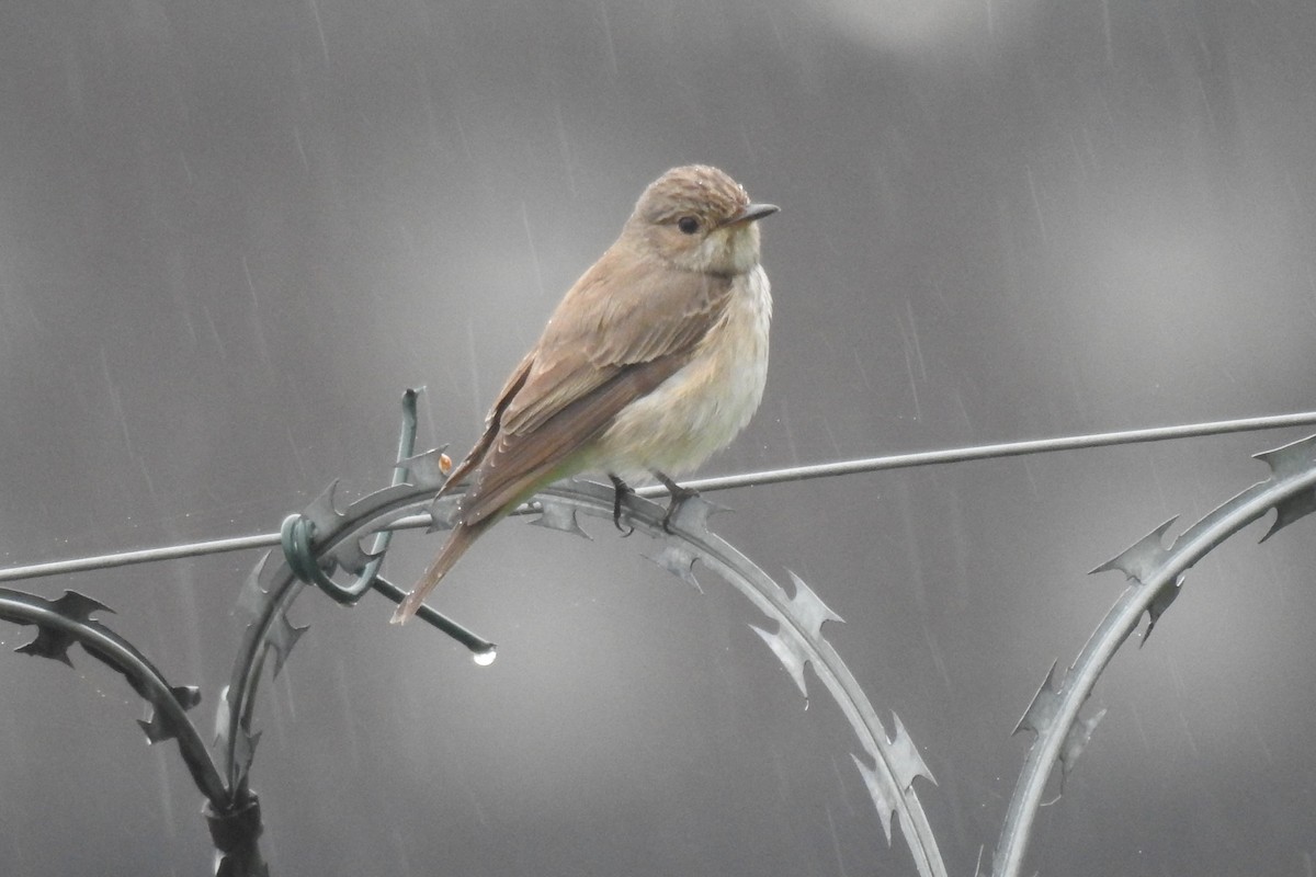 Spotted Flycatcher - Peter Hines