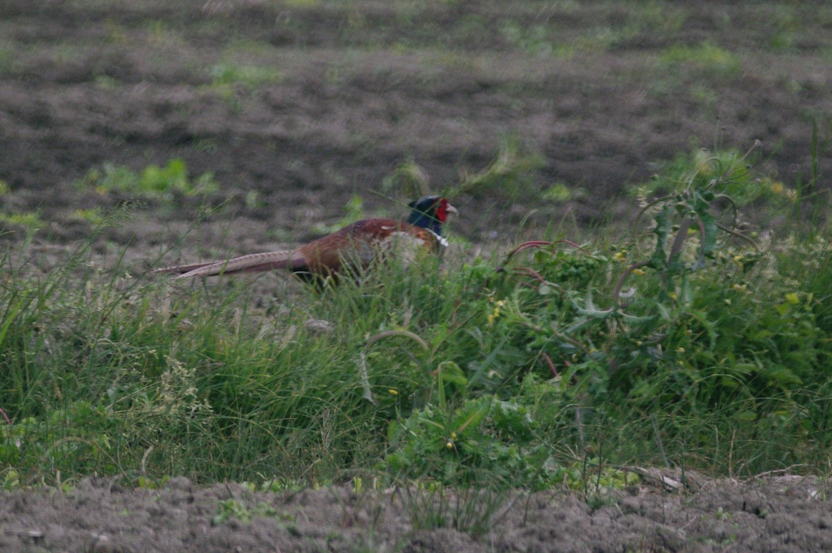 Ring-necked Pheasant - Max Chiari