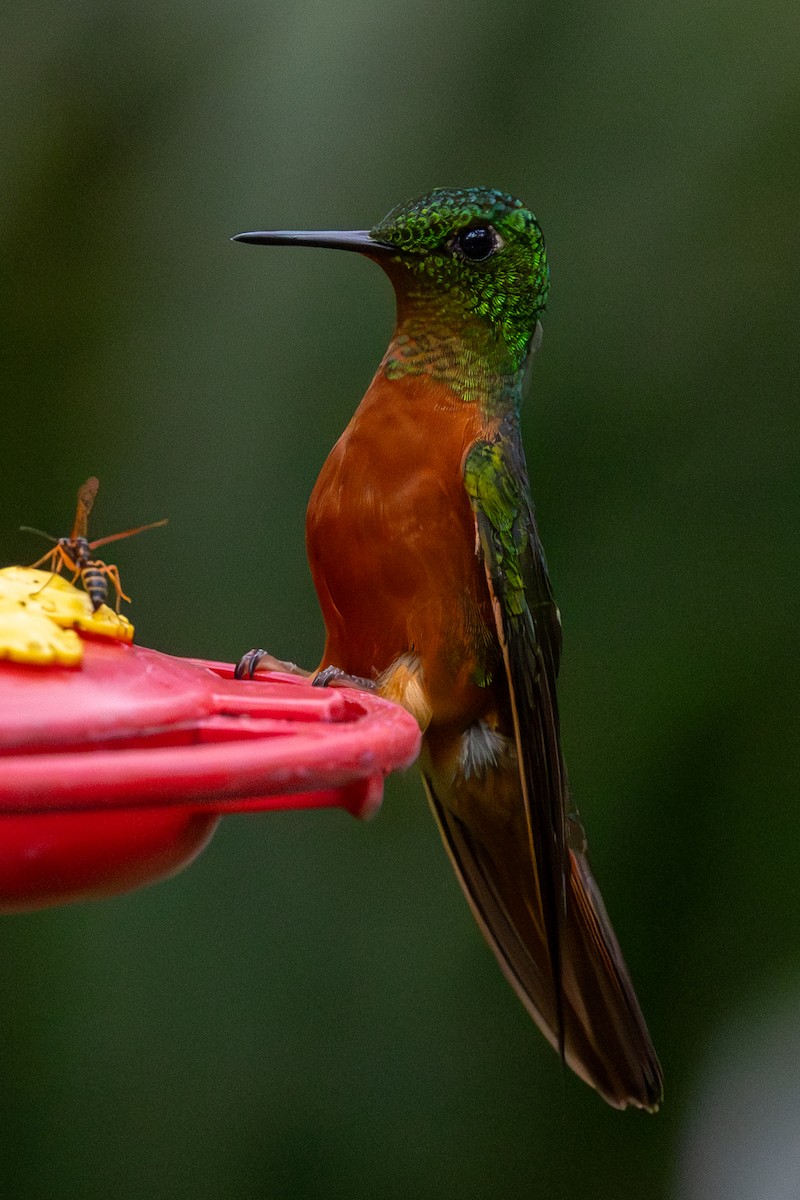 Chestnut-breasted Coronet - Lutz Duerselen