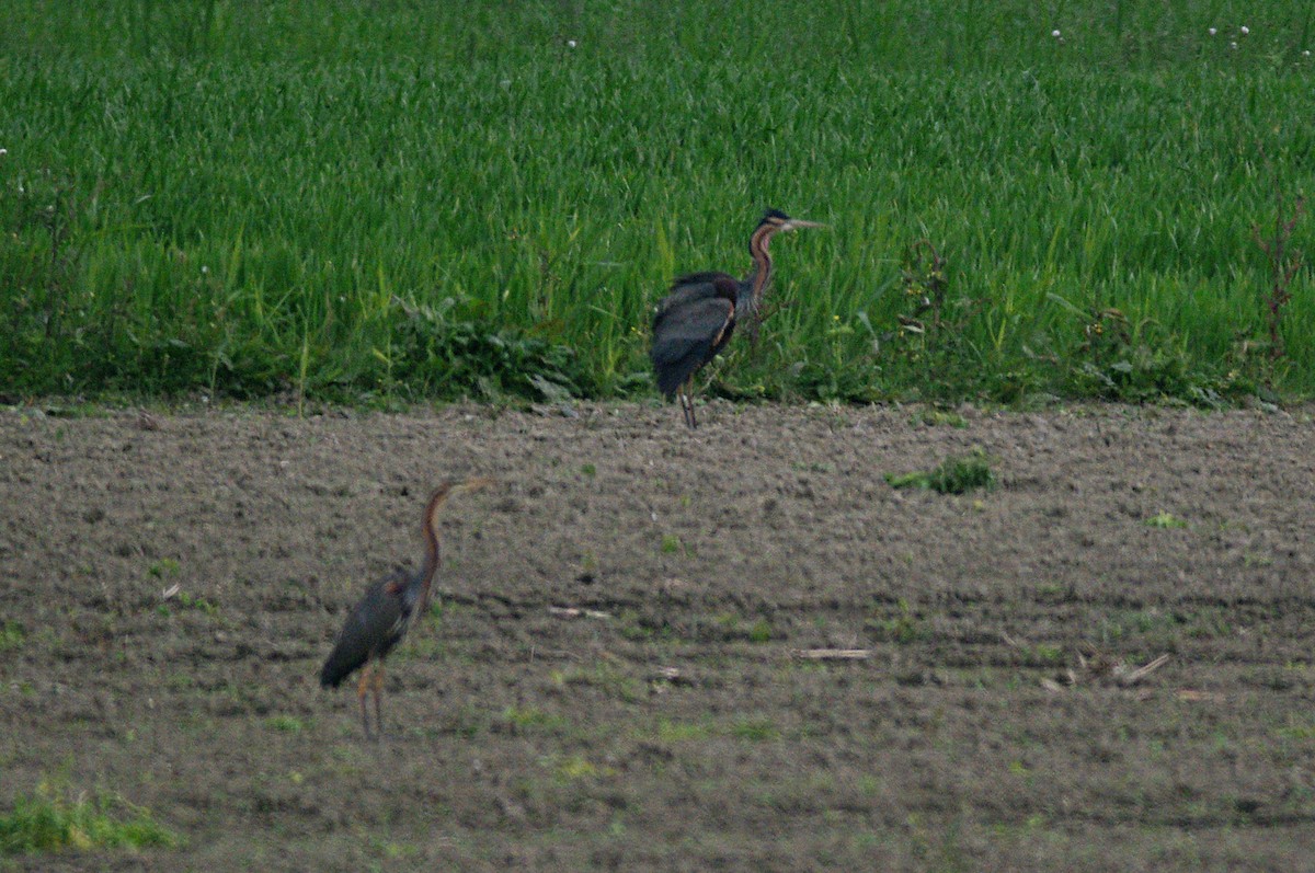 Purple Heron - Max Chiari