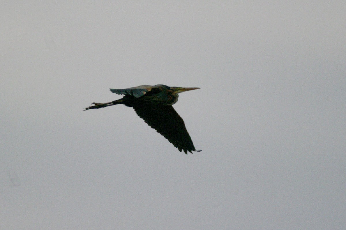 Purple Heron - Max Chiari