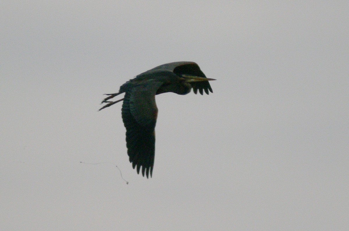 Purple Heron - Max Chiari