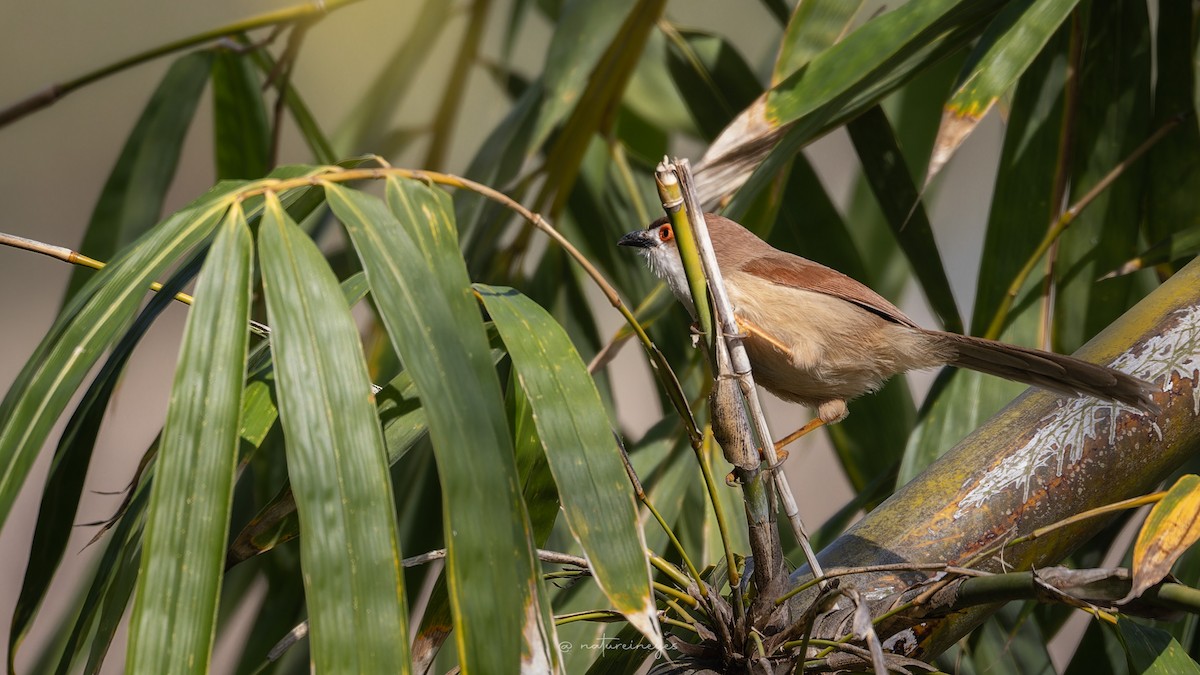 Yellow-eyed Babbler - Weeds S