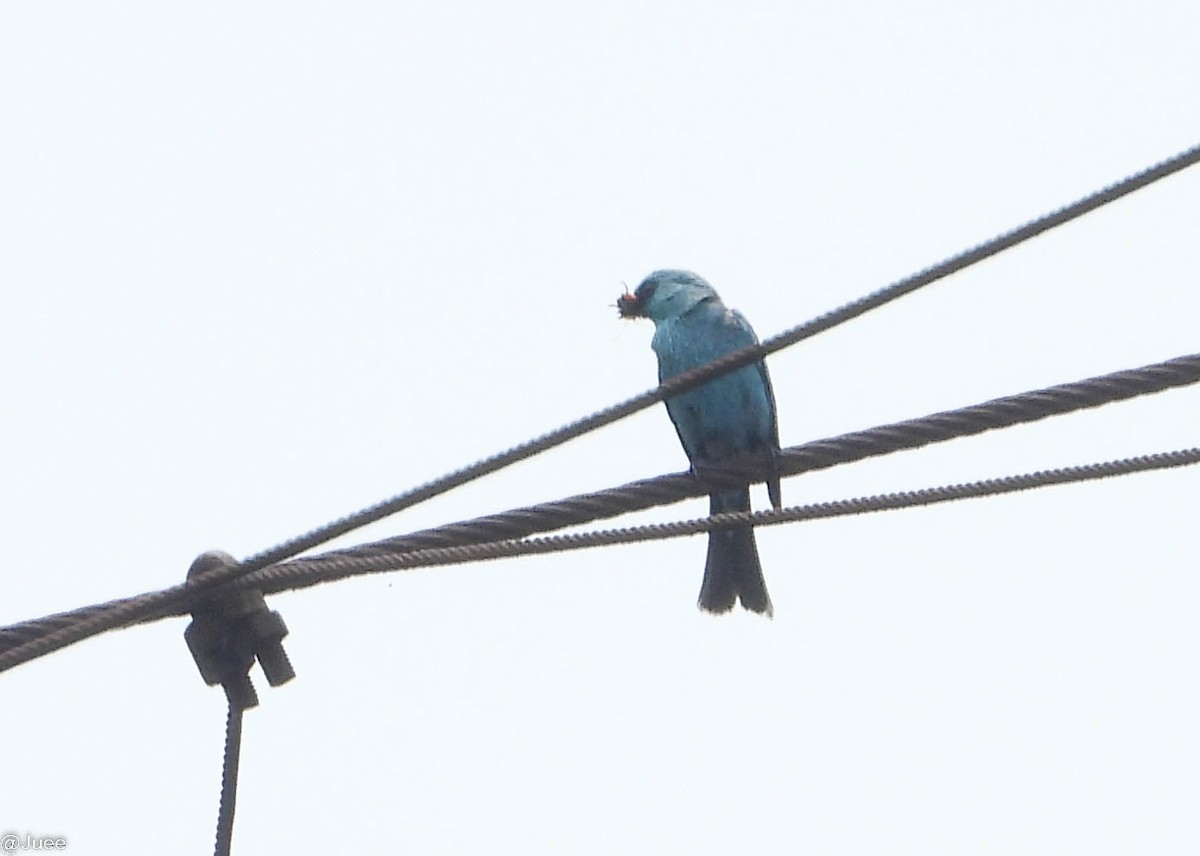 Verditer Flycatcher - juee khopkar