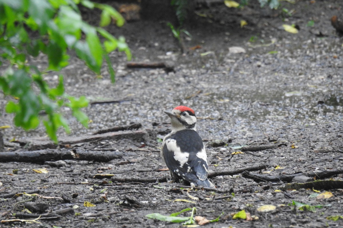 Great Spotted Woodpecker - Peter Hines