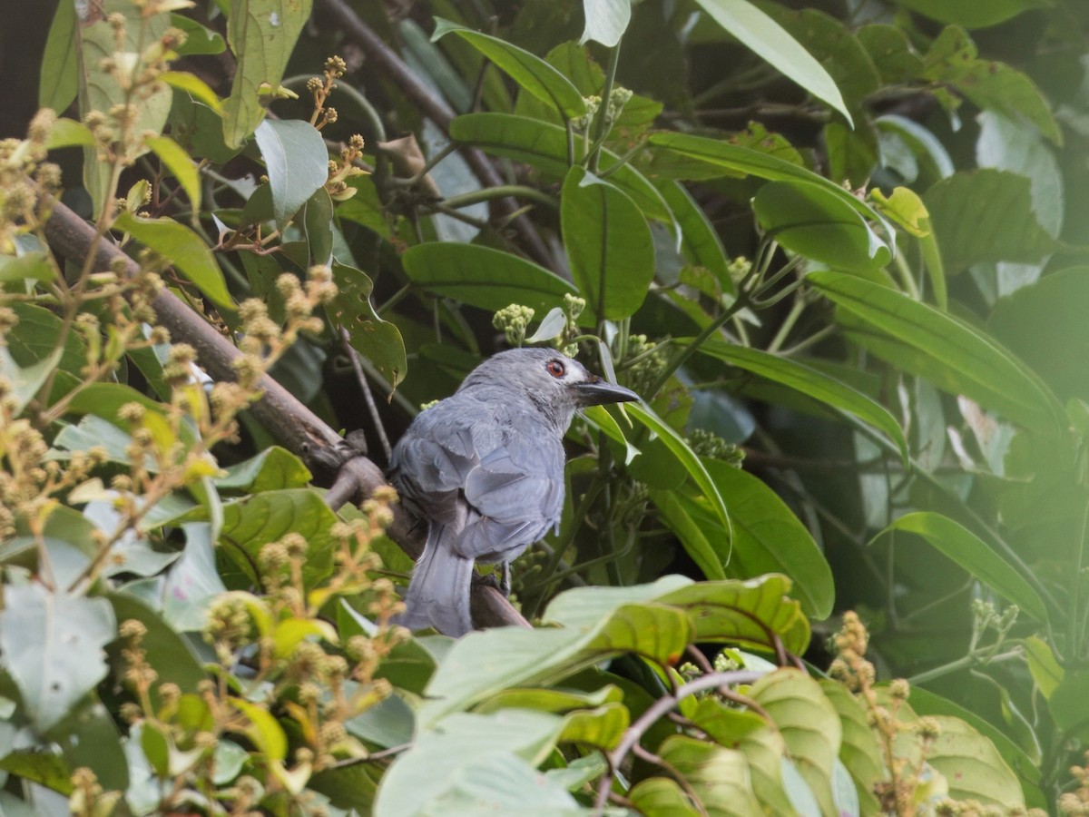 Ashy Drongo - Evelyn Lee