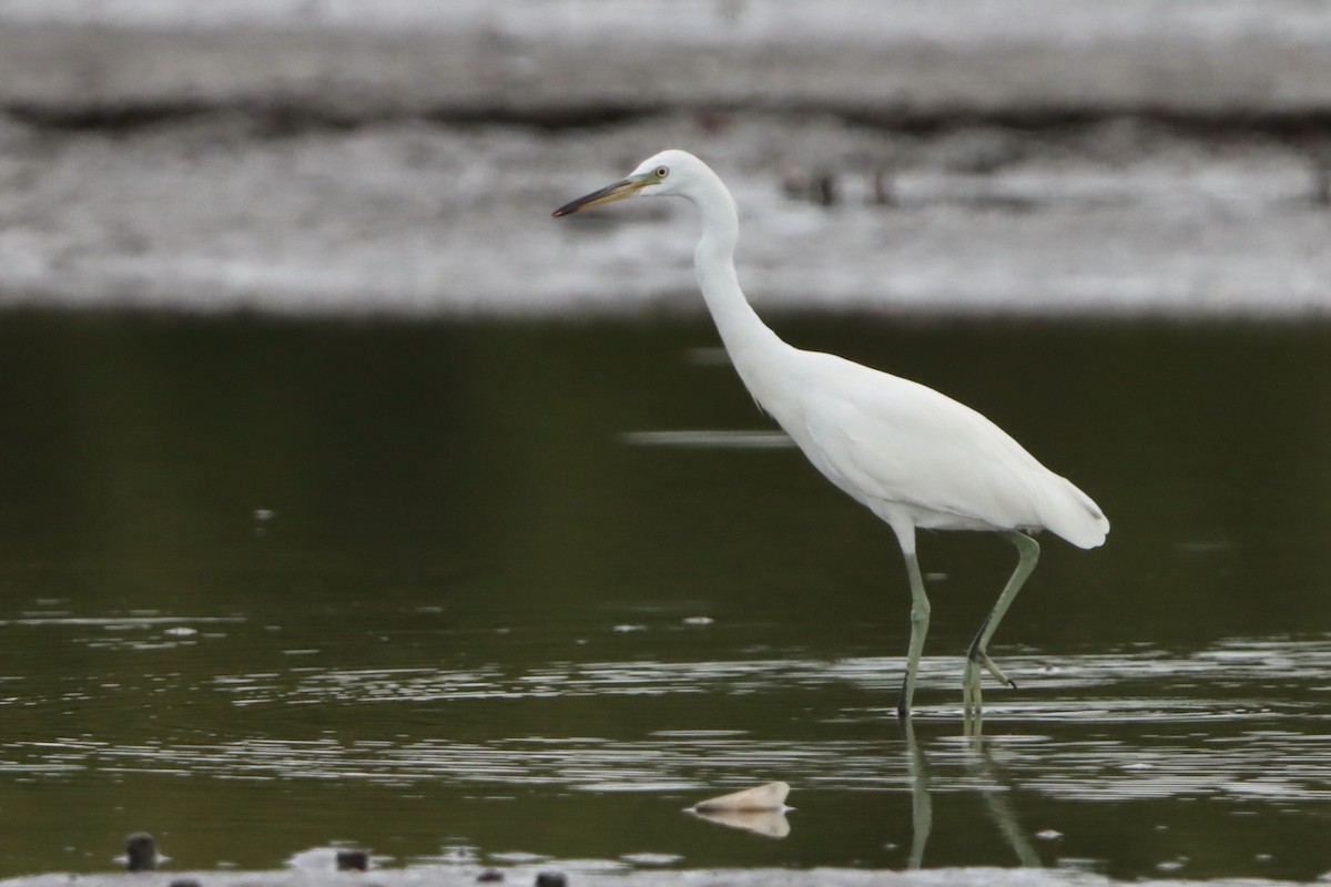 Chinese Egret - David Morrison