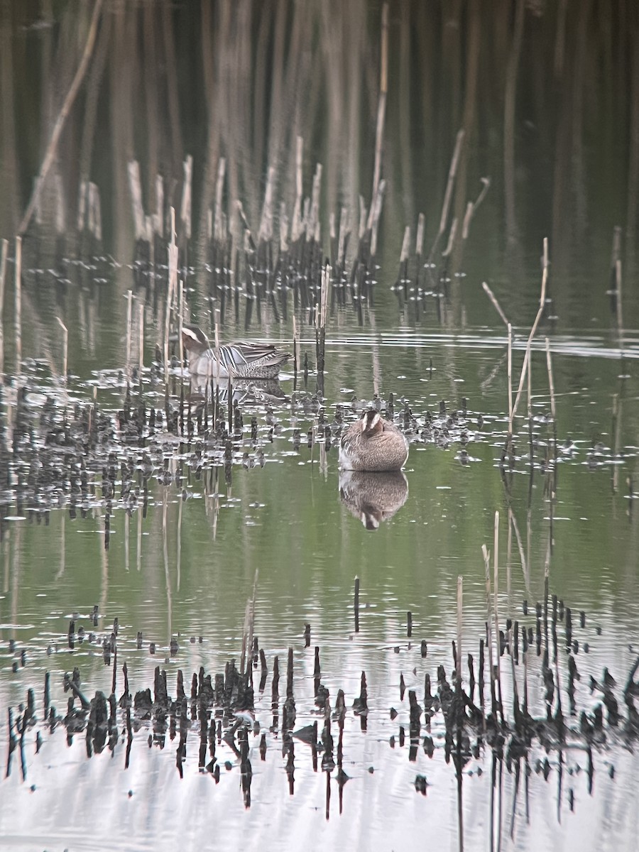 Garganey - ML619520792