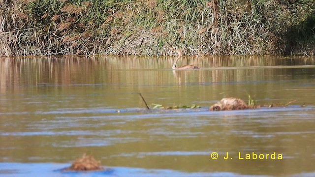 Purple Heron - ML619520799