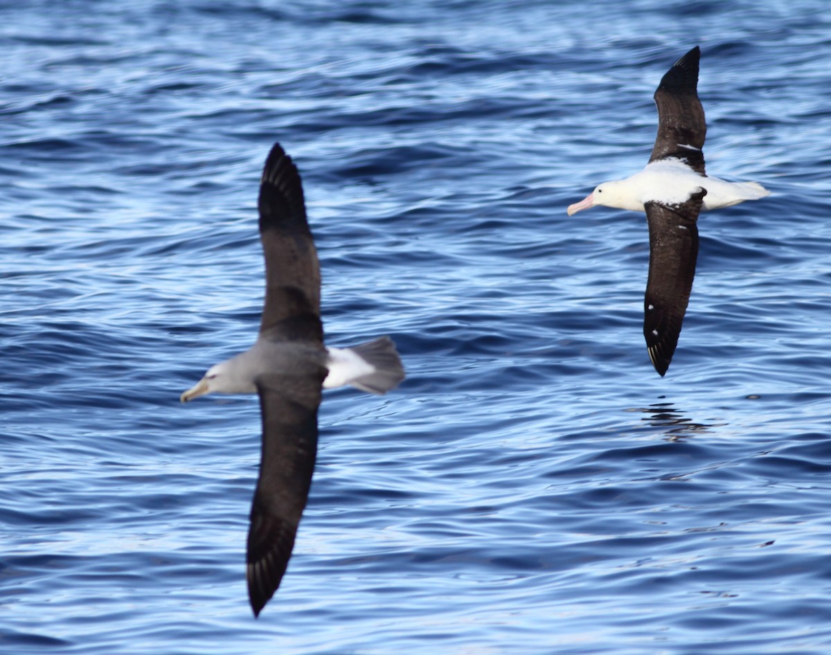 Northern Royal Albatross - Andrew Collins