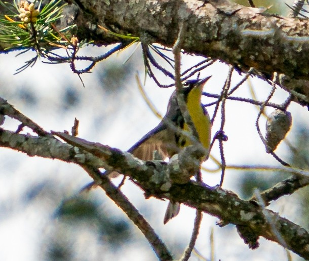 Kirtland's Warbler - Art Webster