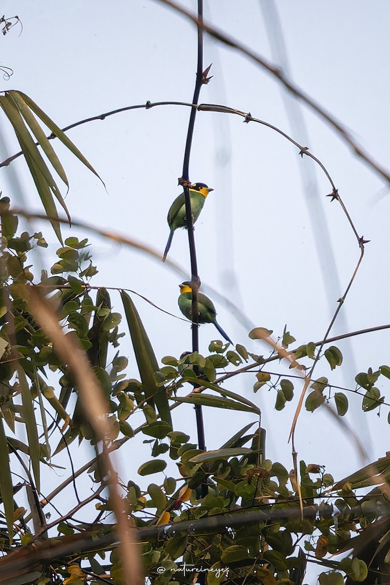 Long-tailed Broadbill - Weeds S