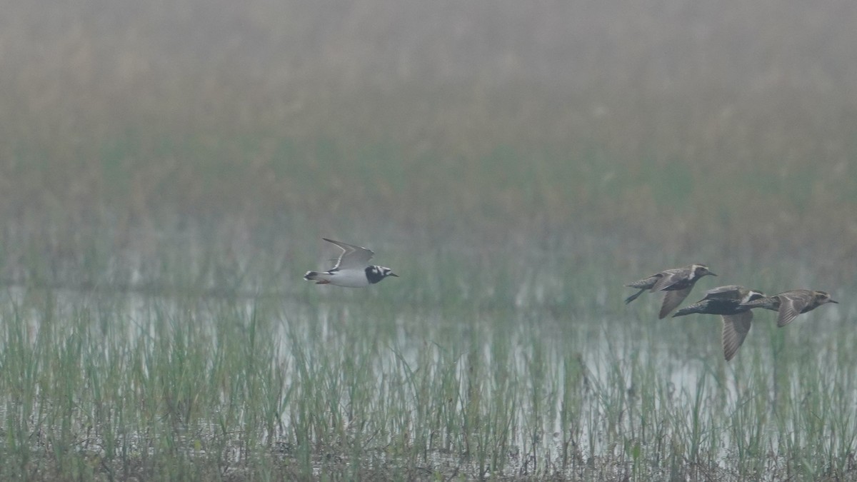 Ruddy Turnstone - Jiaming Zhang