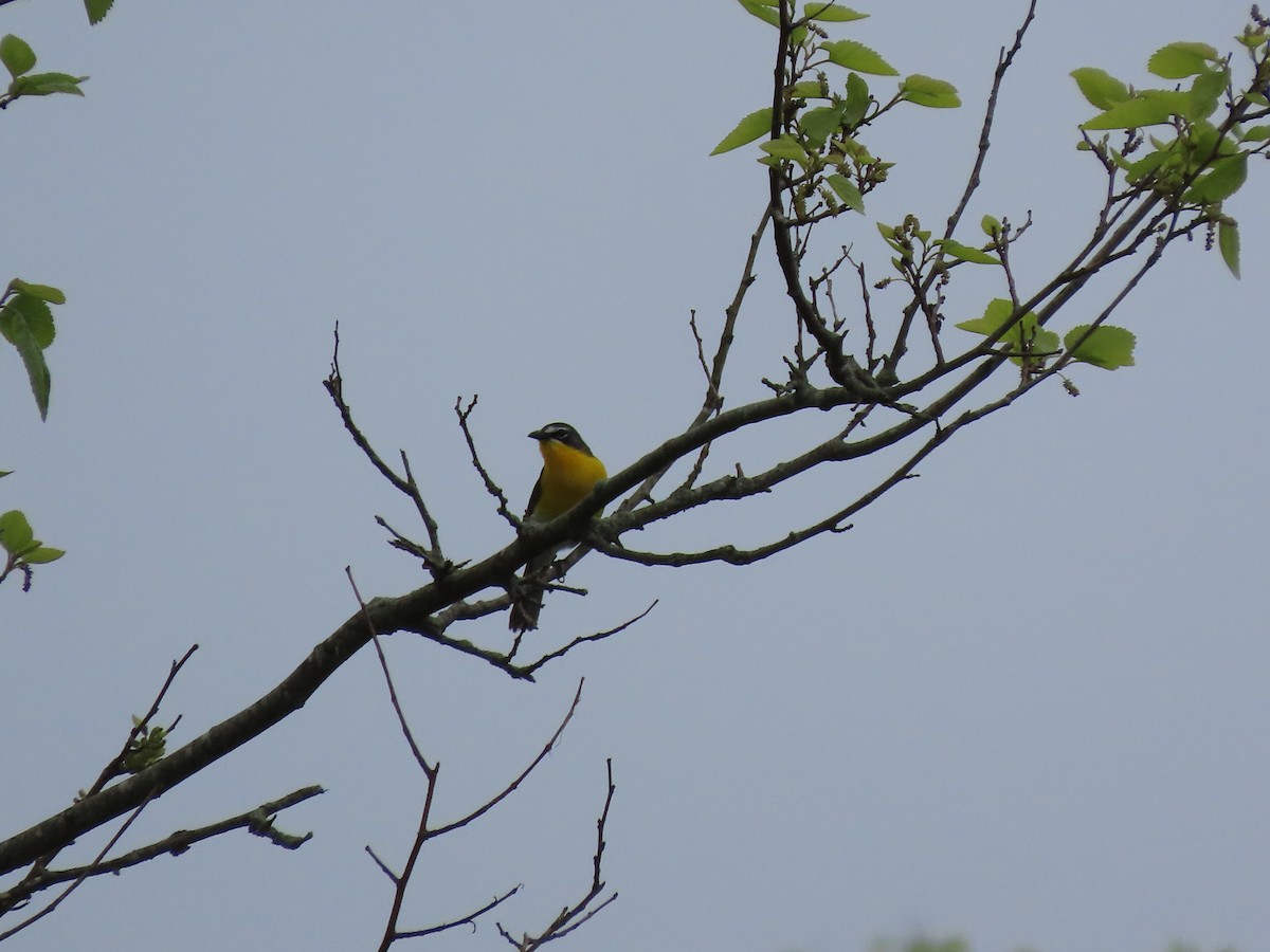 Yellow-breasted Chat - Kevin Cronin