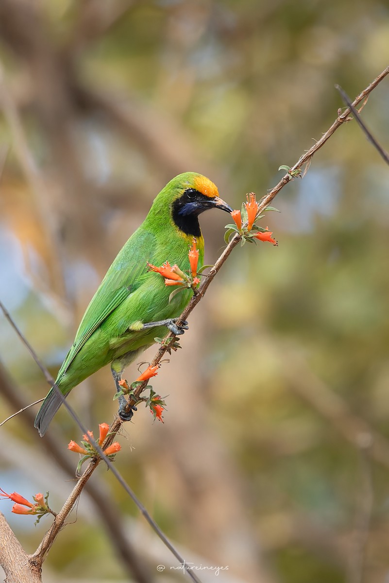 Golden-fronted Leafbird - Weeds S