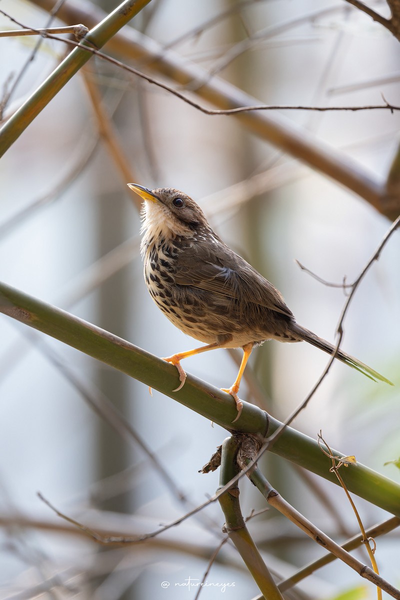 Puff-throated Babbler - Weeds S
