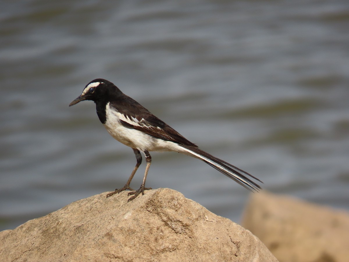 White-browed Wagtail - Jigar Patel