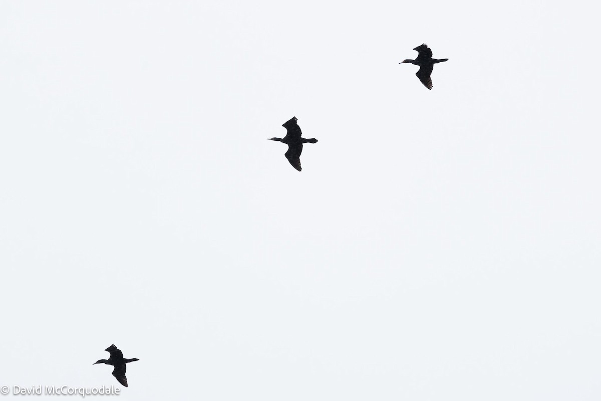 Double-crested Cormorant - David McCorquodale