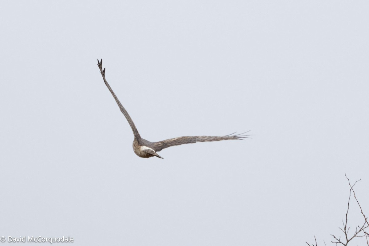 Northern Harrier - David McCorquodale