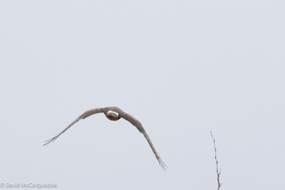 Northern Harrier - David McCorquodale