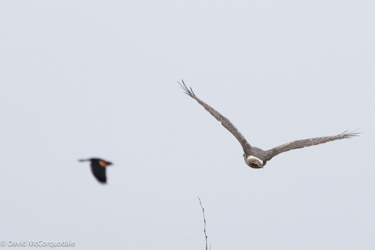 Northern Harrier - David McCorquodale