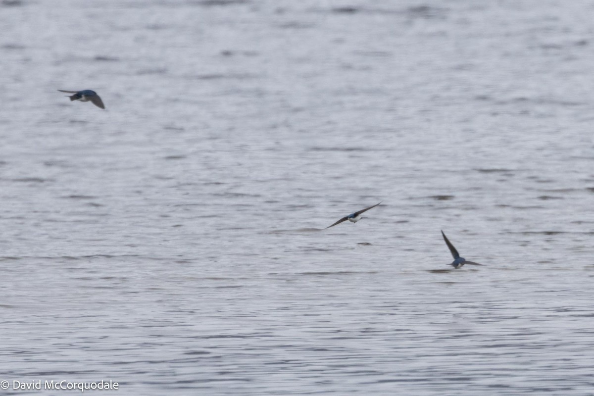 Tree Swallow - David McCorquodale