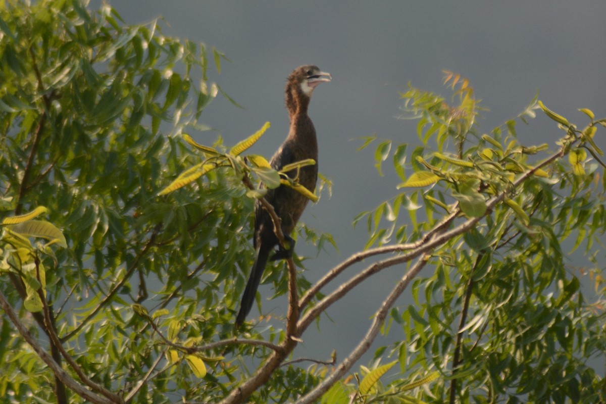 Little Cormorant - Prabin kumar Mangaraj