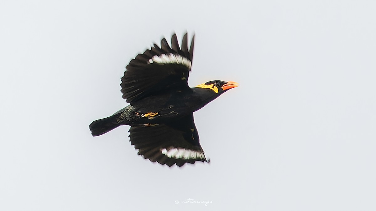 Common Hill Myna - Weeds S