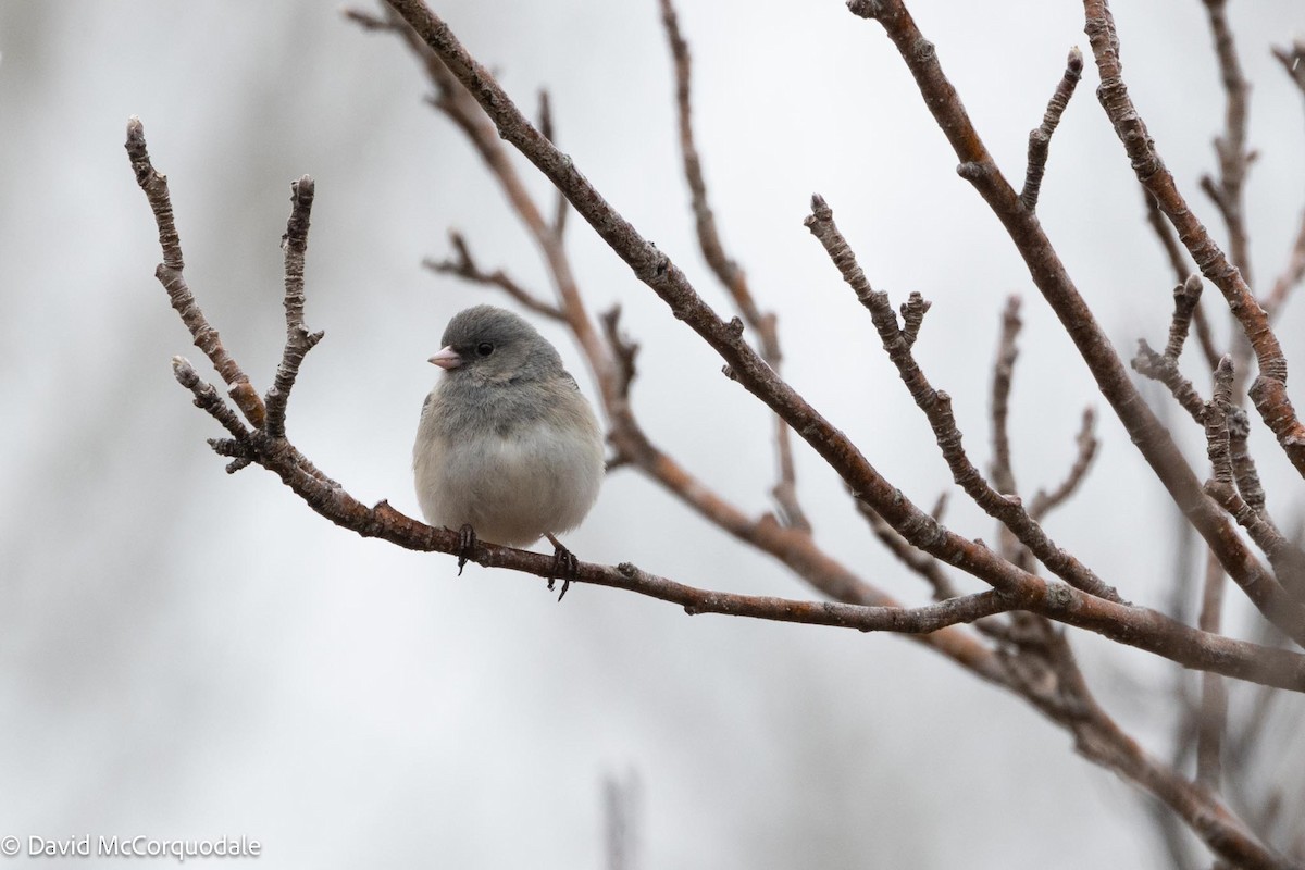 Dark-eyed Junco (Slate-colored) - David McCorquodale