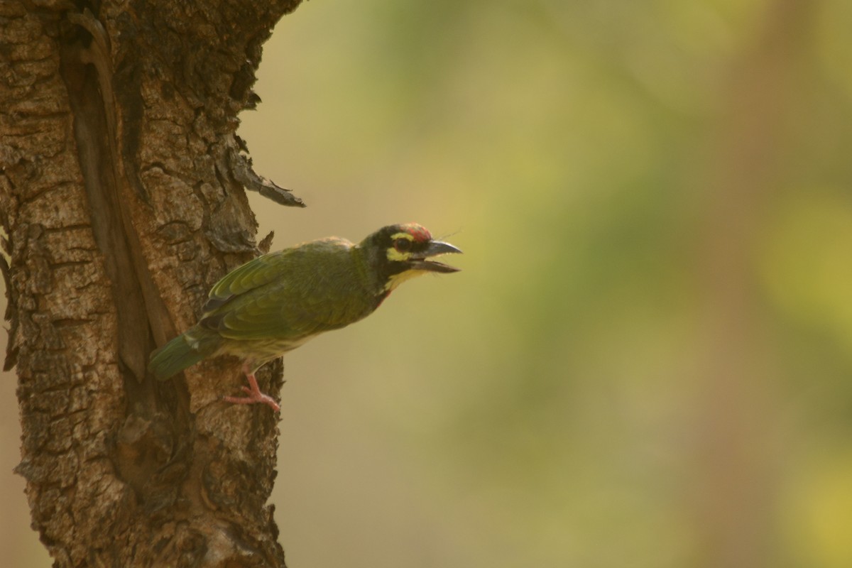 Coppersmith Barbet - Prabin kumar Mangaraj