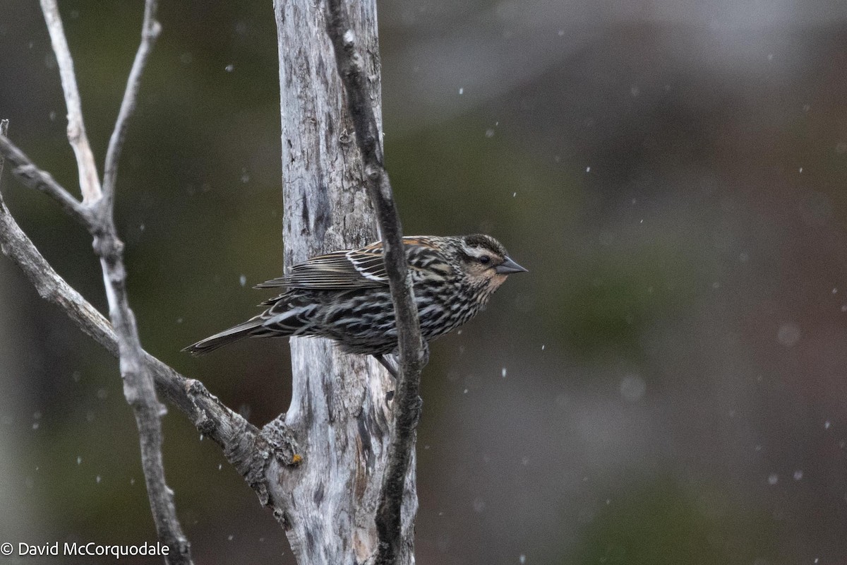 Red-winged Blackbird - David McCorquodale