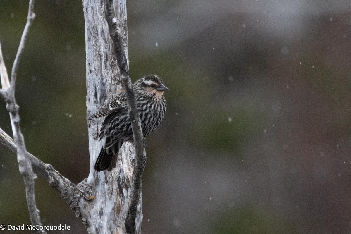 Red-winged Blackbird - David McCorquodale