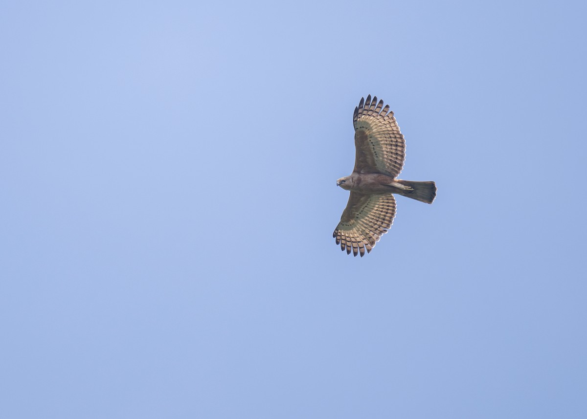 Javan Hawk-Eagle - Heyn de Kock