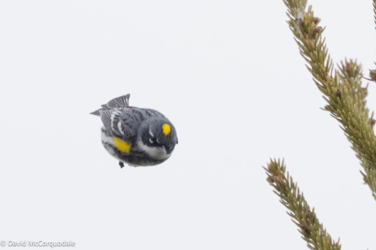 Yellow-rumped Warbler (Myrtle) - David McCorquodale